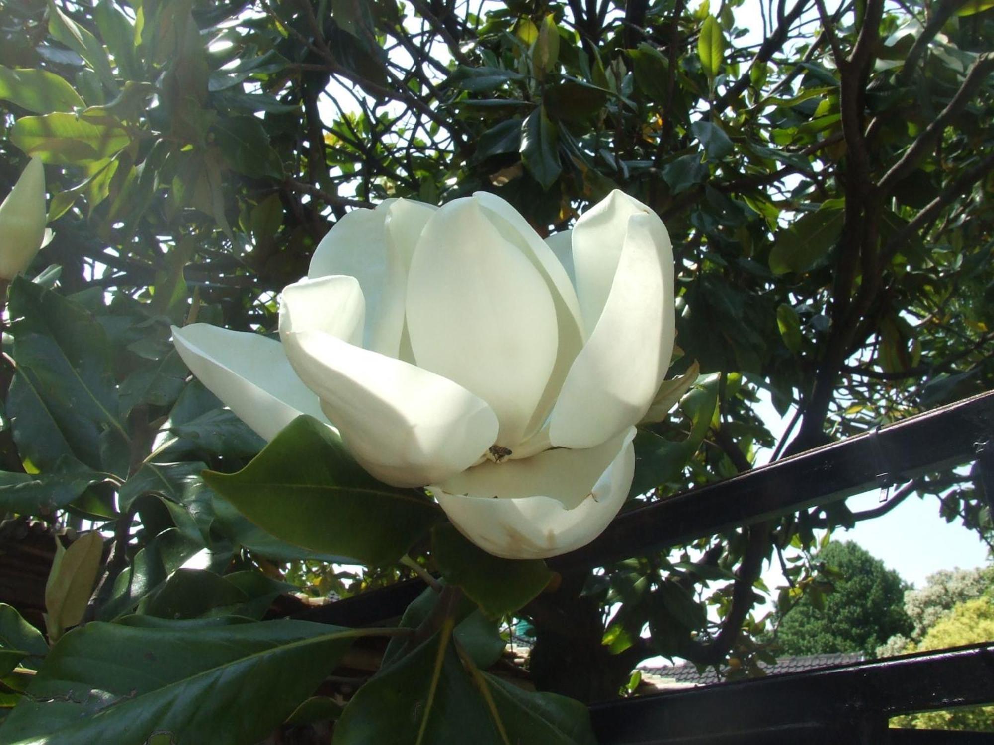 Dove'S Nest Guest House Kempton Park Luaran gambar